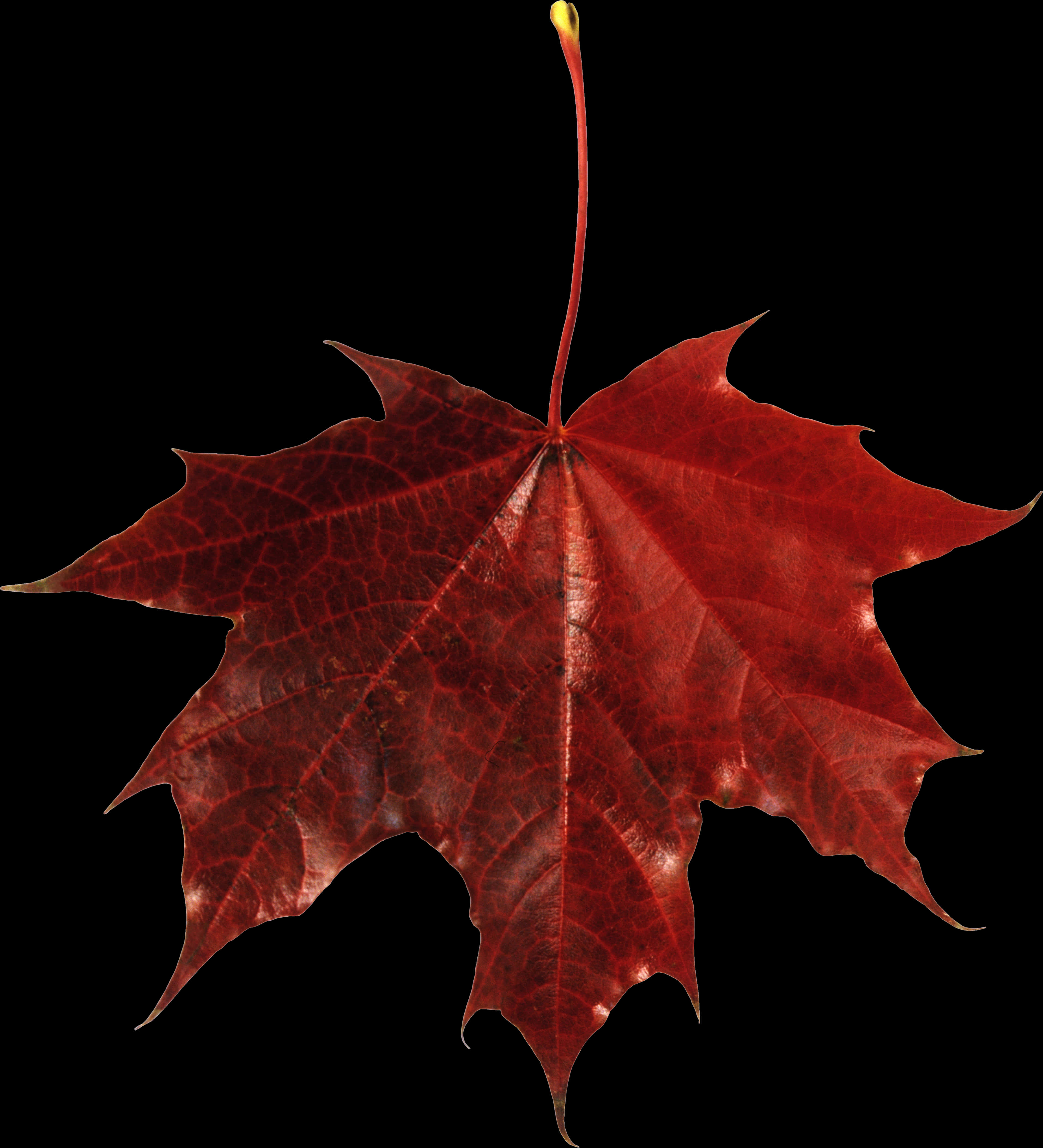 Vibrant Red Autumn Leaf PNG Image