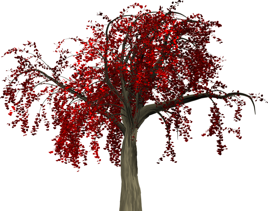 Vibrant Red Autumn Tree PNG Image