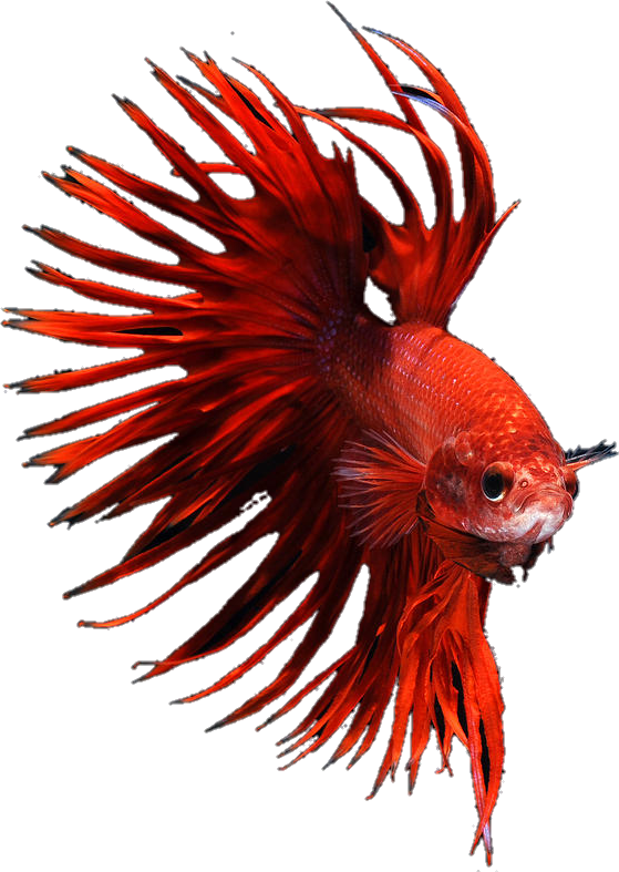 Vibrant Red Betta Fish PNG Image