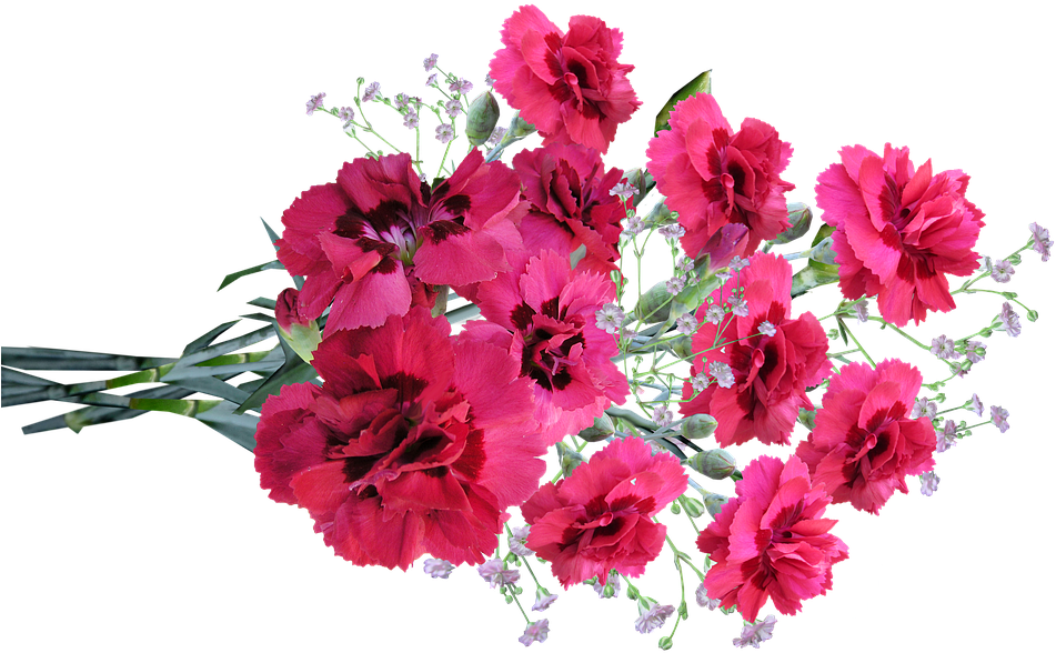 Vibrant Red Carnations Bouquet PNG Image