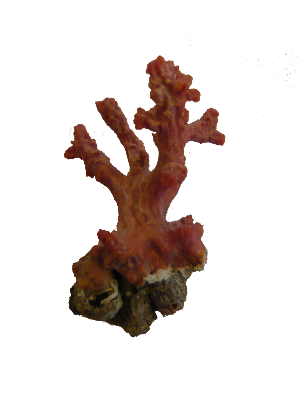 Vibrant Red Coral Specimen PNG Image