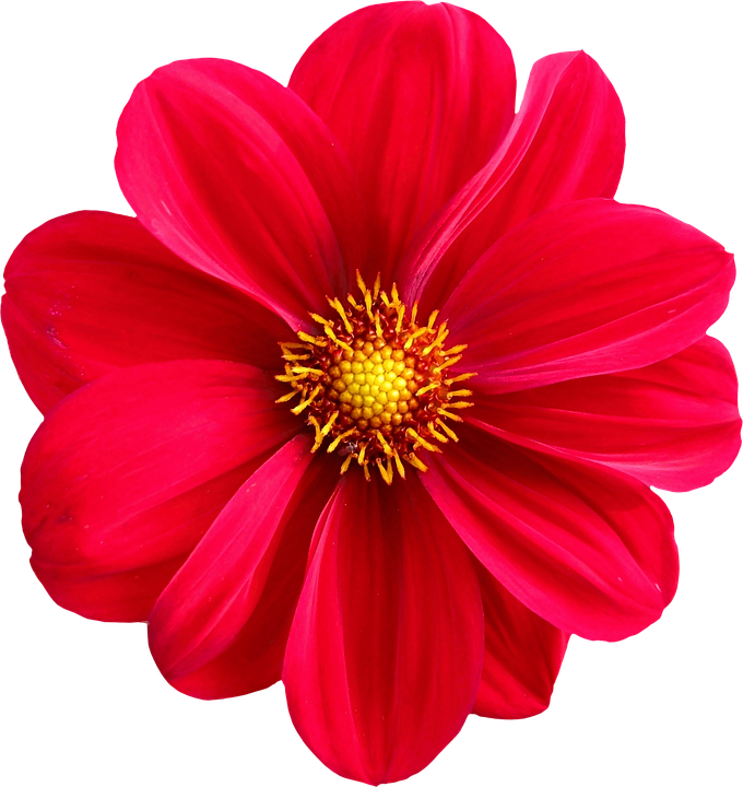 Vibrant Red Dahlia Flower PNG Image