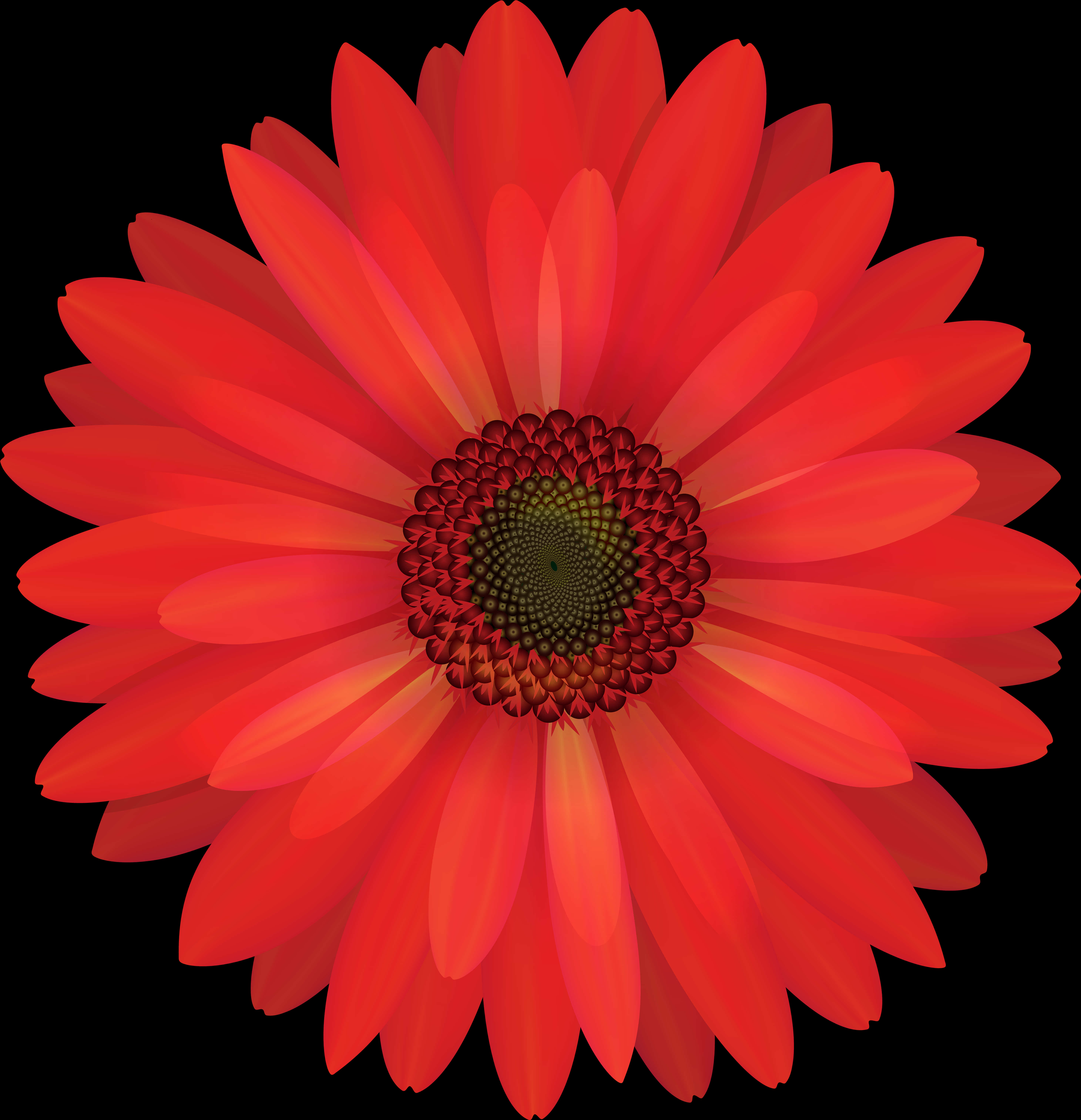 Vibrant Red Daisy Black Background PNG Image