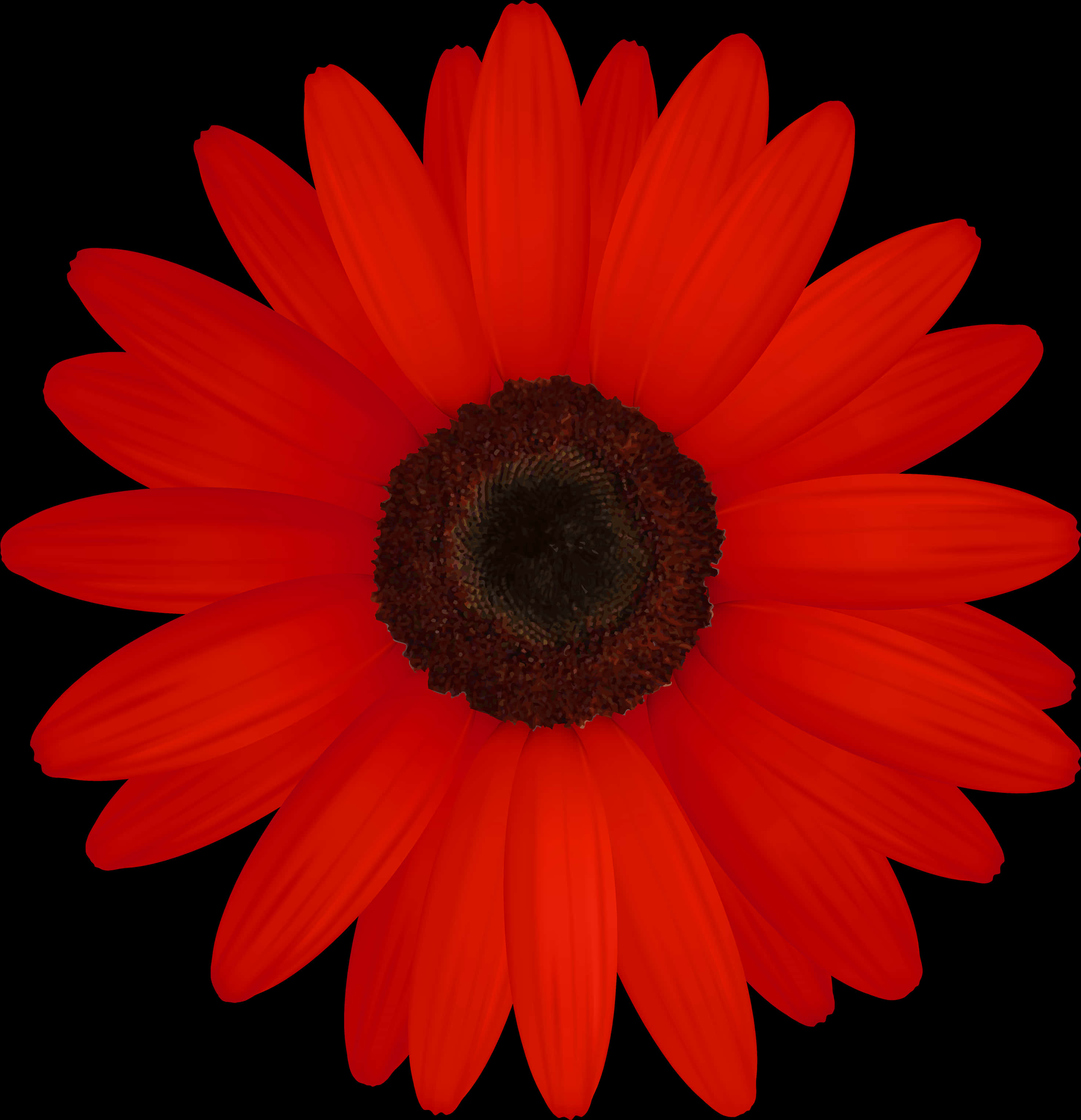 Vibrant Red Daisy Black Background.jpg PNG Image