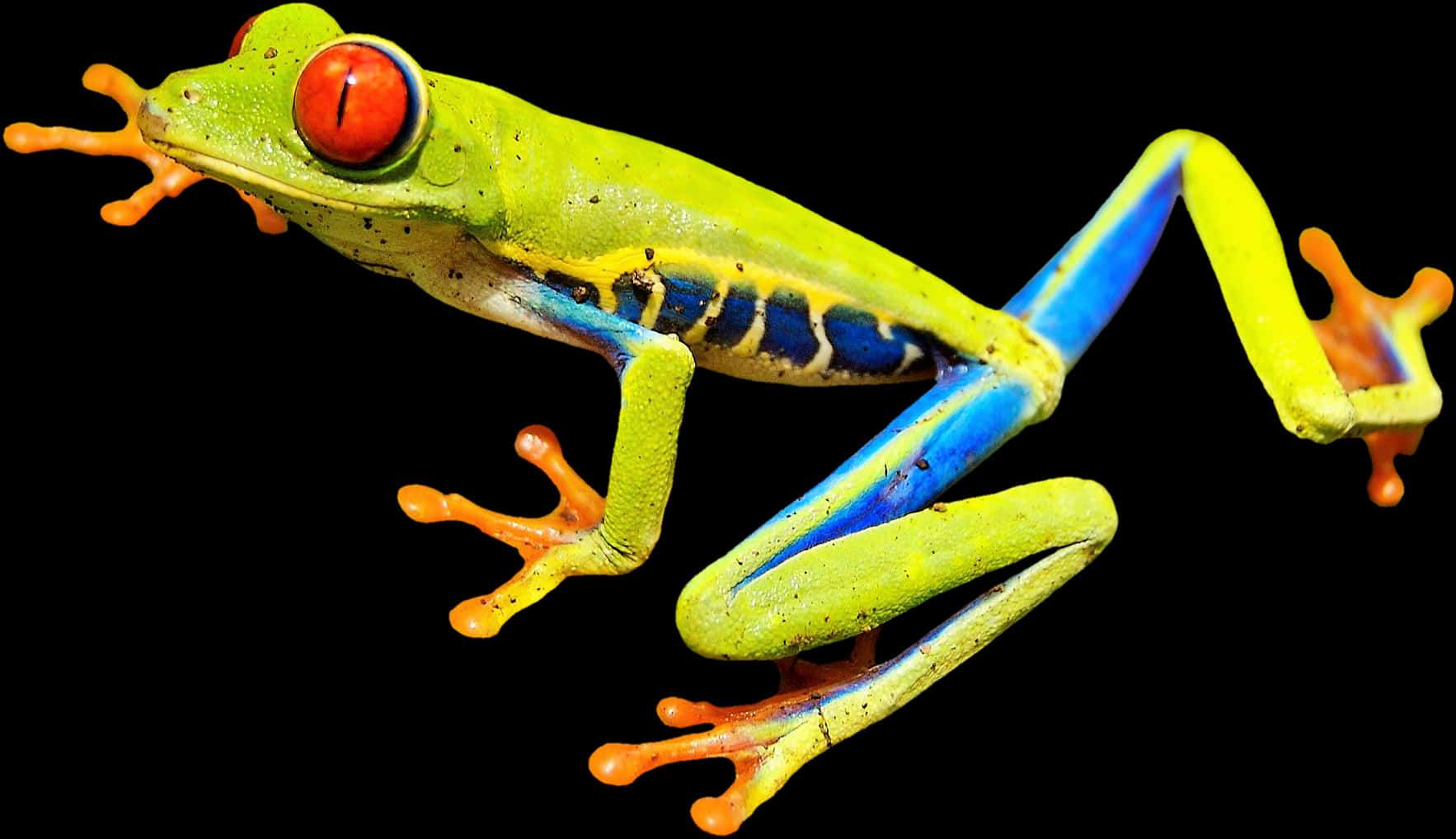 Vibrant Red Eyed Tree Frog PNG Image