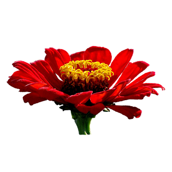 Vibrant_ Red_ Flower_ Black_ Background.jpg PNG Image