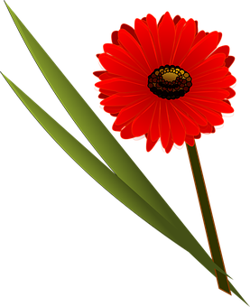 Vibrant Red Flower Black Background PNG Image