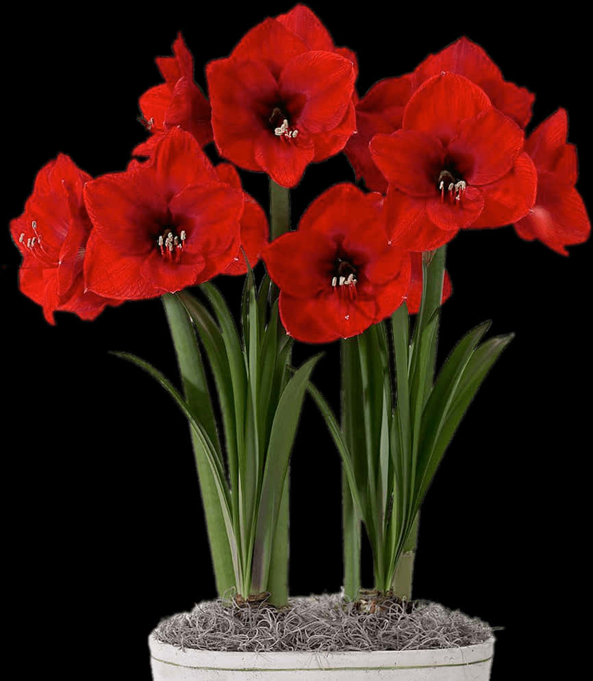 Vibrant Red Flowersin White Pot PNG Image