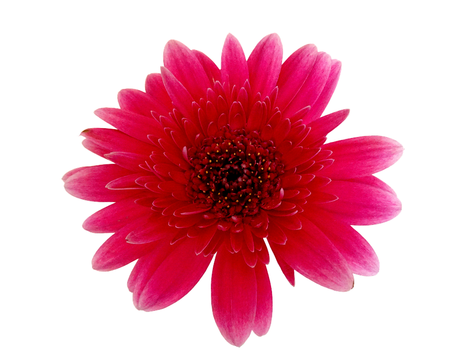 Vibrant Red Gerbera Daisy PNG Image