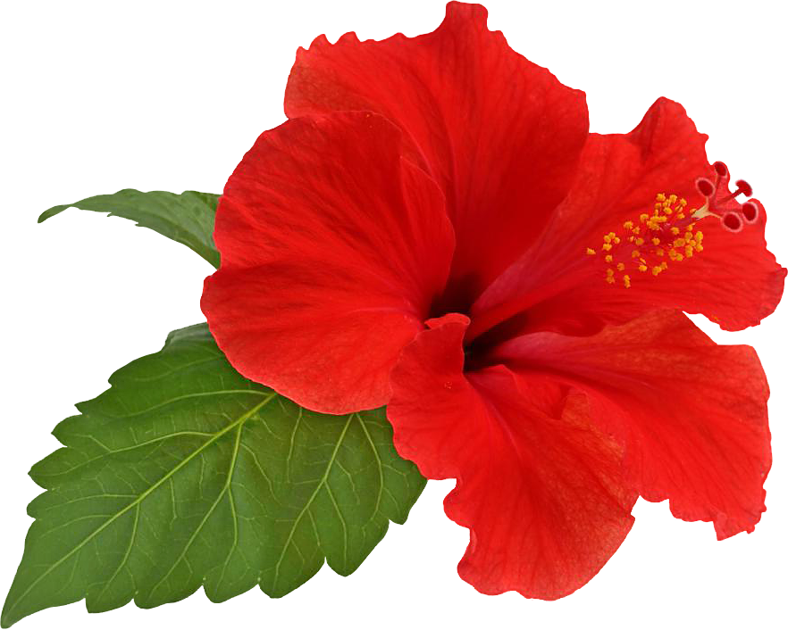 Vibrant Red Hibiscus Flower PNG Image