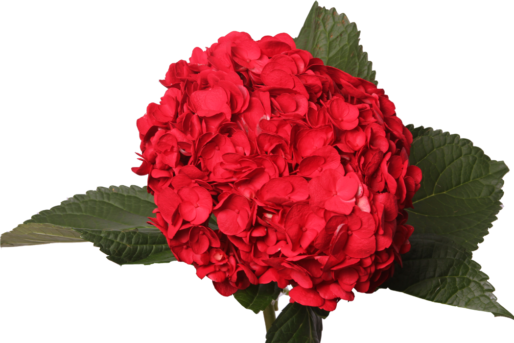 Vibrant Red Hydrangea Bloom PNG Image