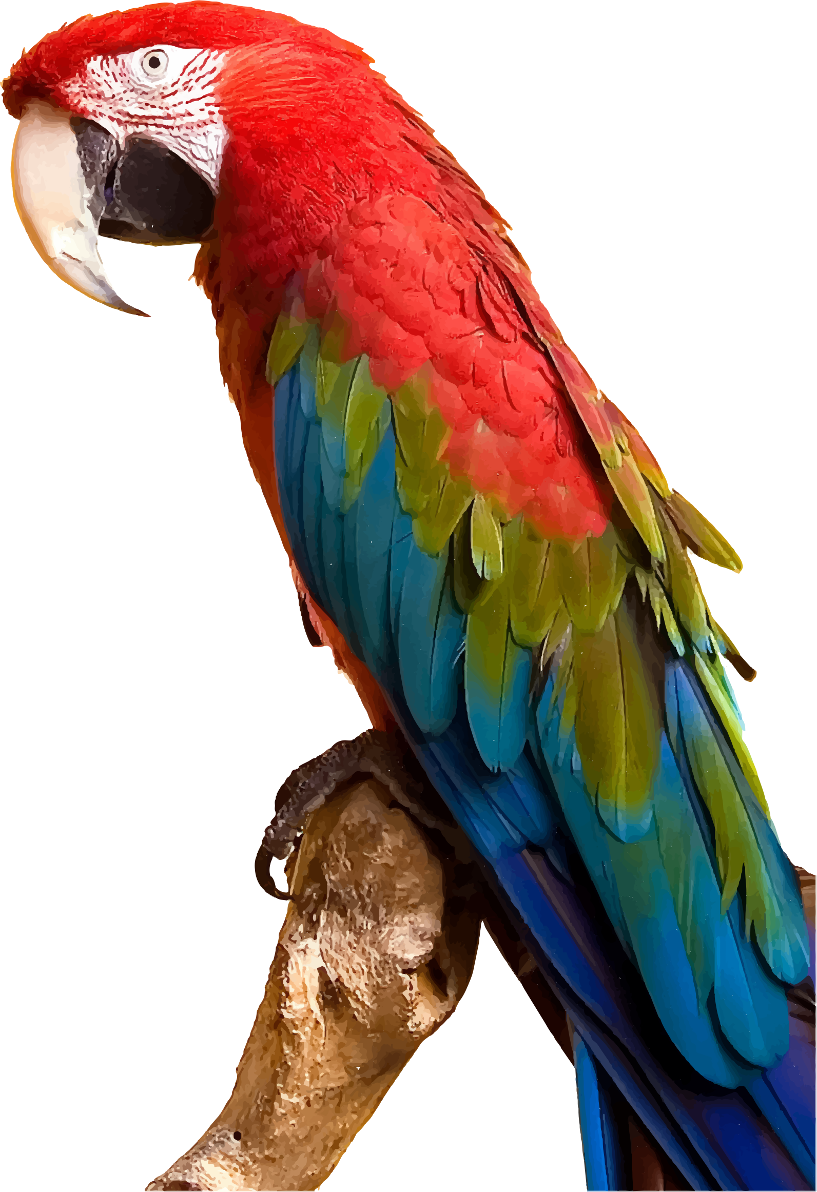 Vibrant Red Macaw Perched PNG Image