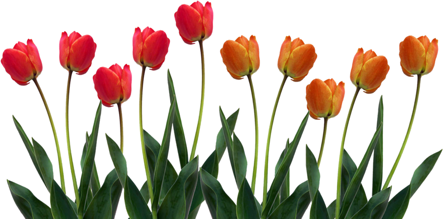 Vibrant Red Orange Tulips Row.png PNG Image