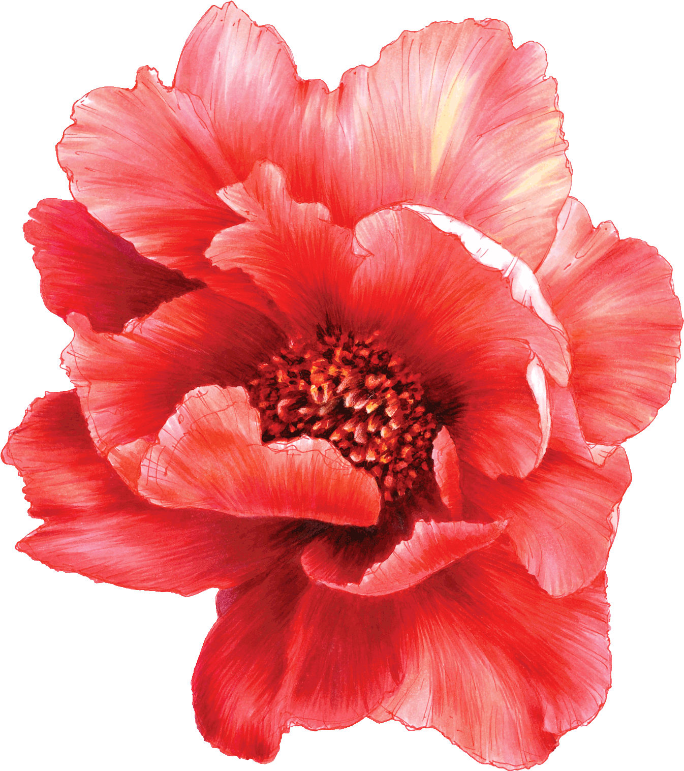 Vibrant Red Peony Flower PNG Image