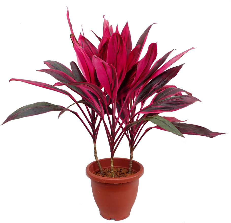 Vibrant Red Plantin Terra Cotta Pot PNG Image