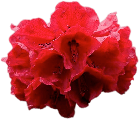 Vibrant Red Rhododendron Flower Isolated PNG Image