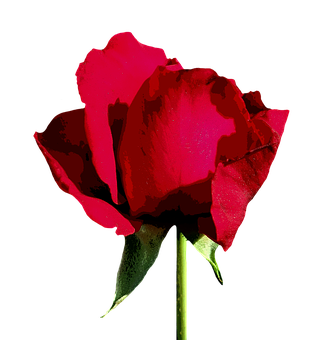 Vibrant Red Rose Black Background PNG Image