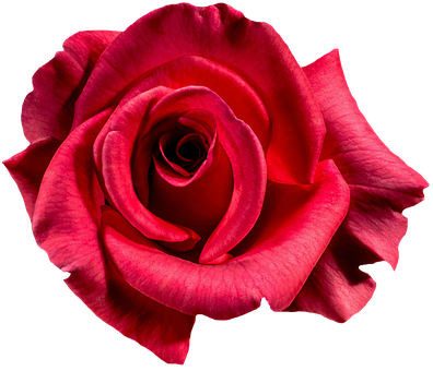 Vibrant Red Rose Black Background PNG Image