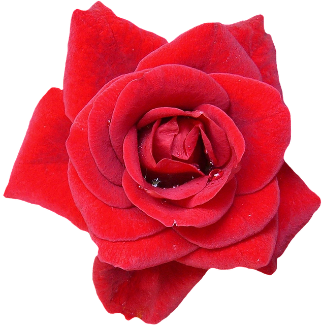 Vibrant Red Rose Black Background PNG Image