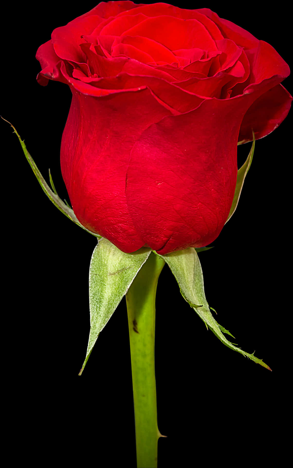 Vibrant Red Rose Black Background.jpg PNG Image