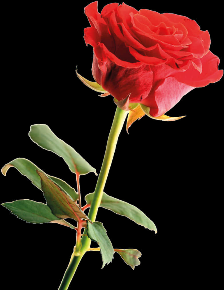 Vibrant_ Red_ Rose_ Isolated_ Background PNG Image