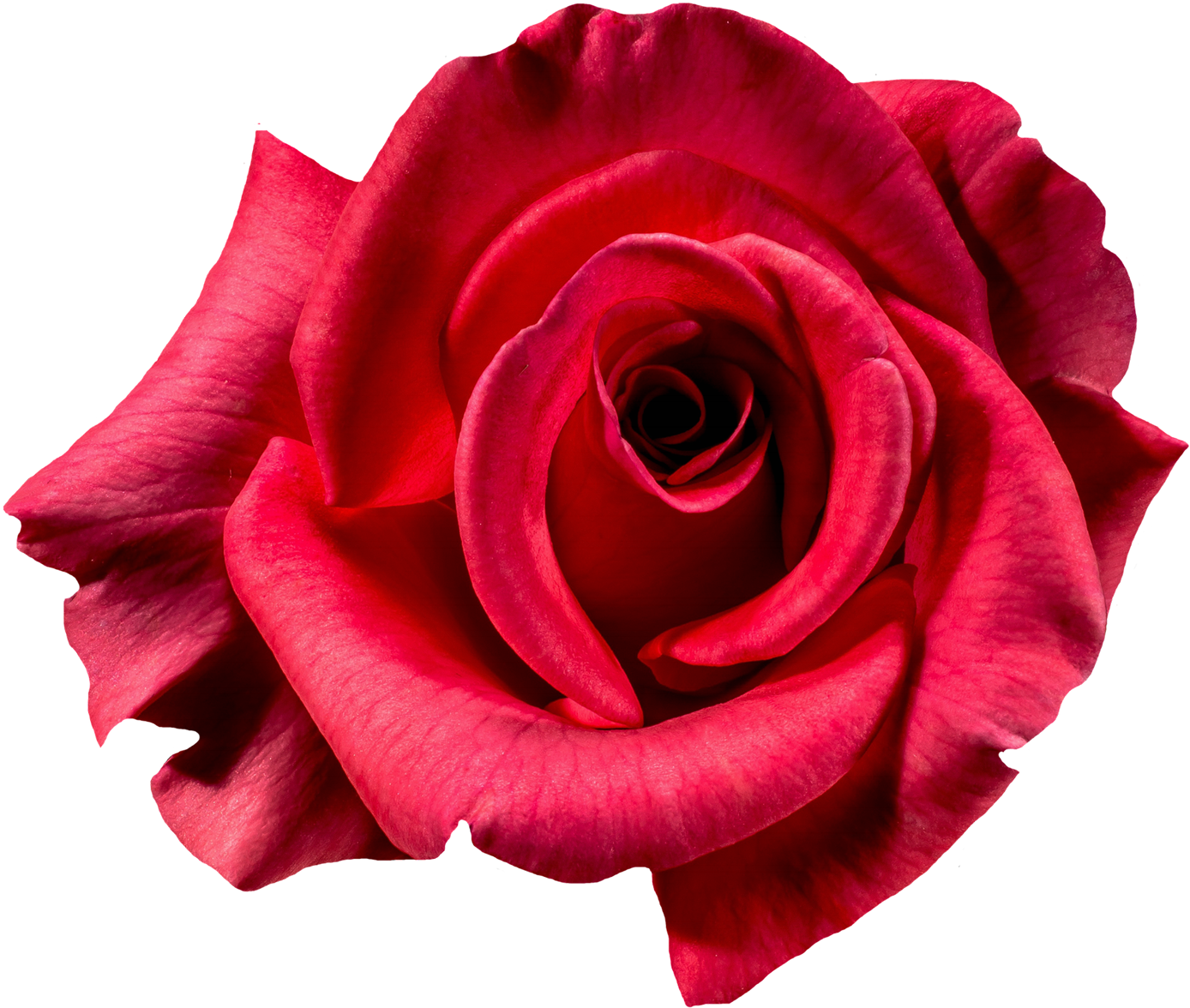 Vibrant Red Rose Isolated.png PNG Image