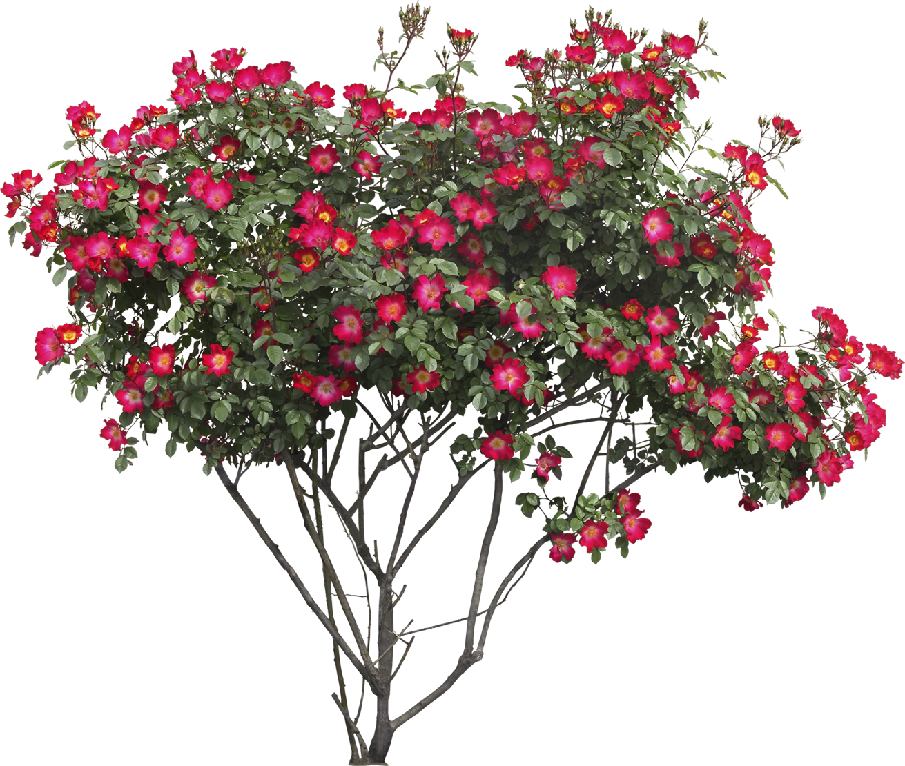 Vibrant Red Rose Tree Flourishing PNG Image