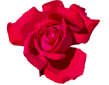 Vibrant Red Roseon Black Background.jpg PNG Image