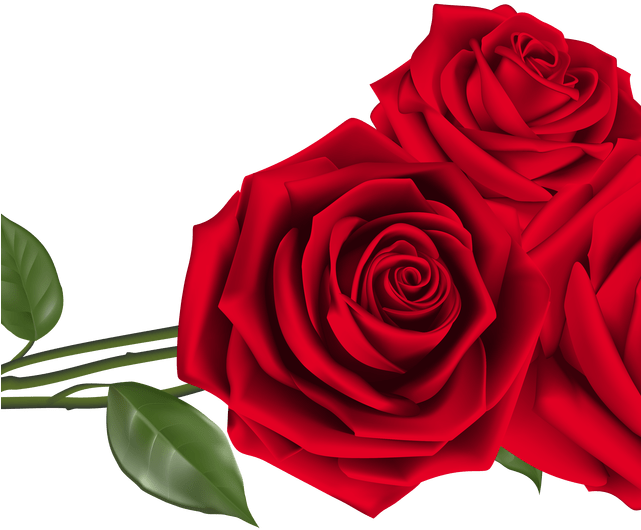 Vibrant Red Roses Graphic PNG Image