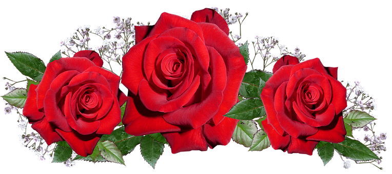 Vibrant Red Roseson Black Background PNG Image