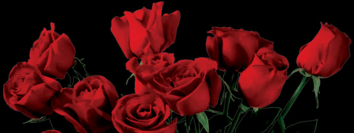 Vibrant Red Roseson Black Background PNG Image