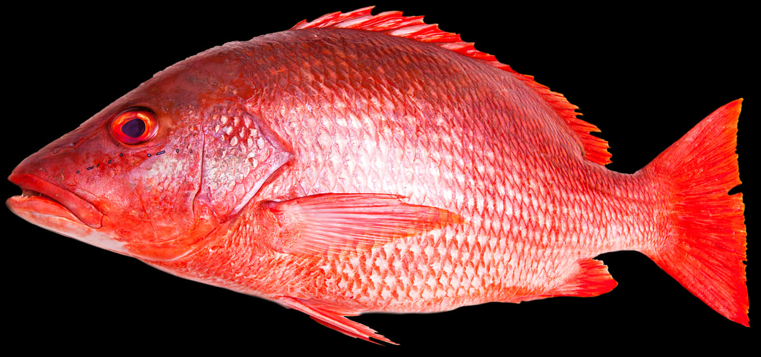 Vibrant Red Snapper Fish PNG Image