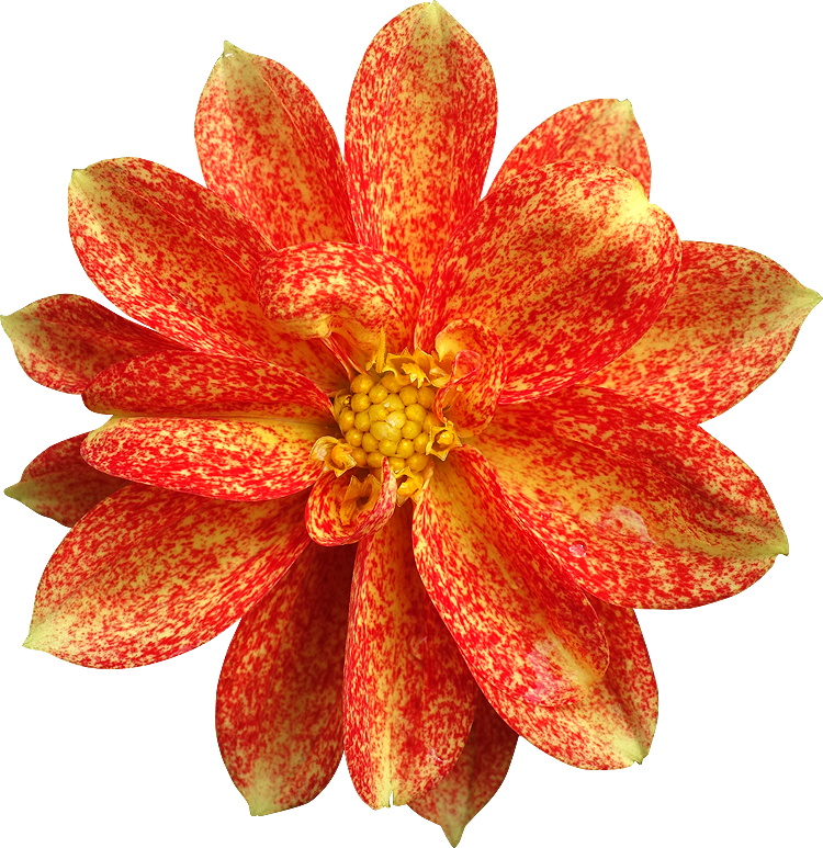 Vibrant Red Speckled Dahlia PNG Image