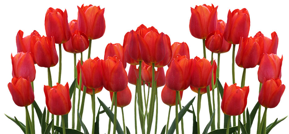 Vibrant Red Tulips Array PNG Image