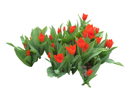 Vibrant_ Red_ Tulips_ Black_ Background PNG Image