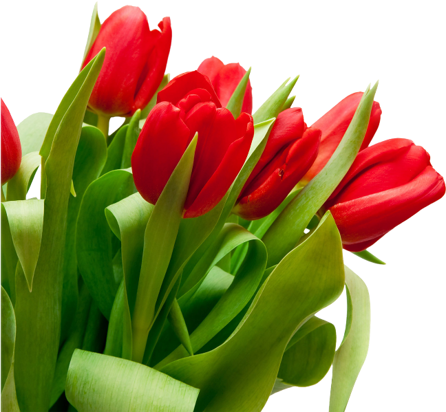 Vibrant Red Tulips Bouquet PNG Image