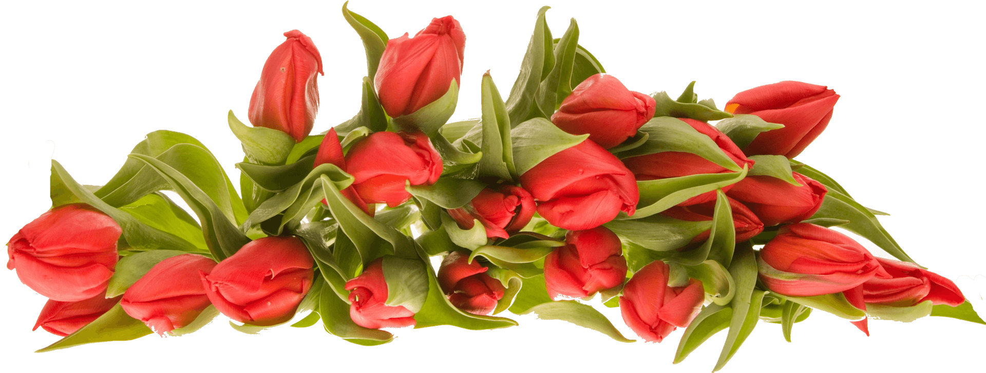 Vibrant_ Red_ Tulips_ Bouquet.png PNG Image