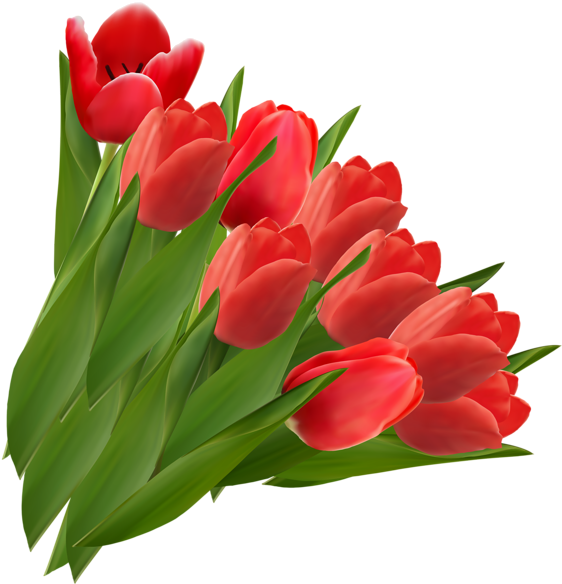 Vibrant Red Tulips Bouquet PNG Image