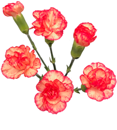 Vibrant Red White Carnations PNG Image