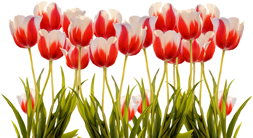 Vibrant Red White Tulips PNG Image