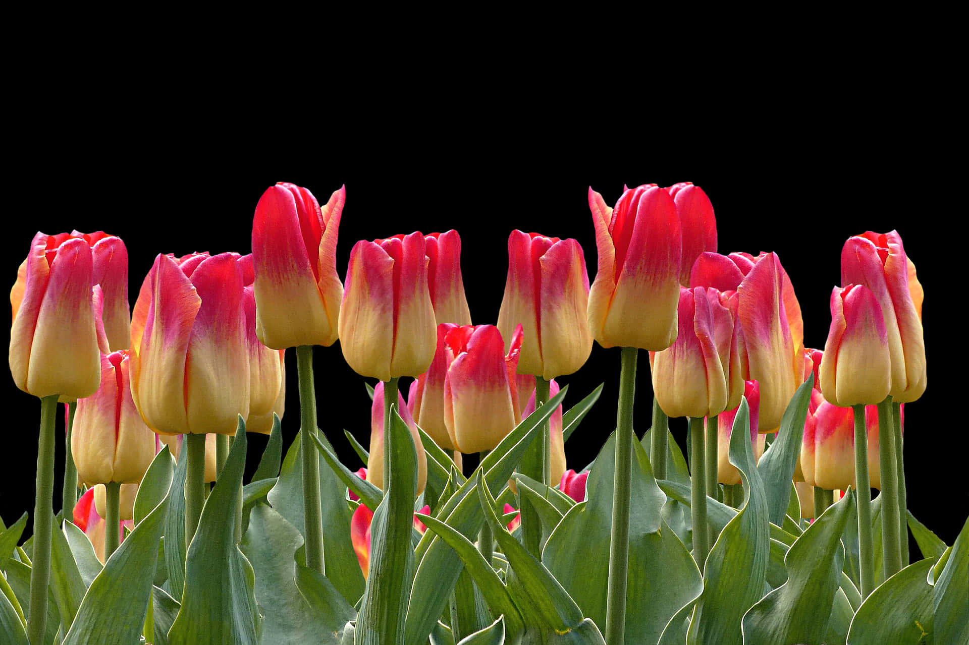 Vibrant Red Yellow Tulips Black Background PNG Image