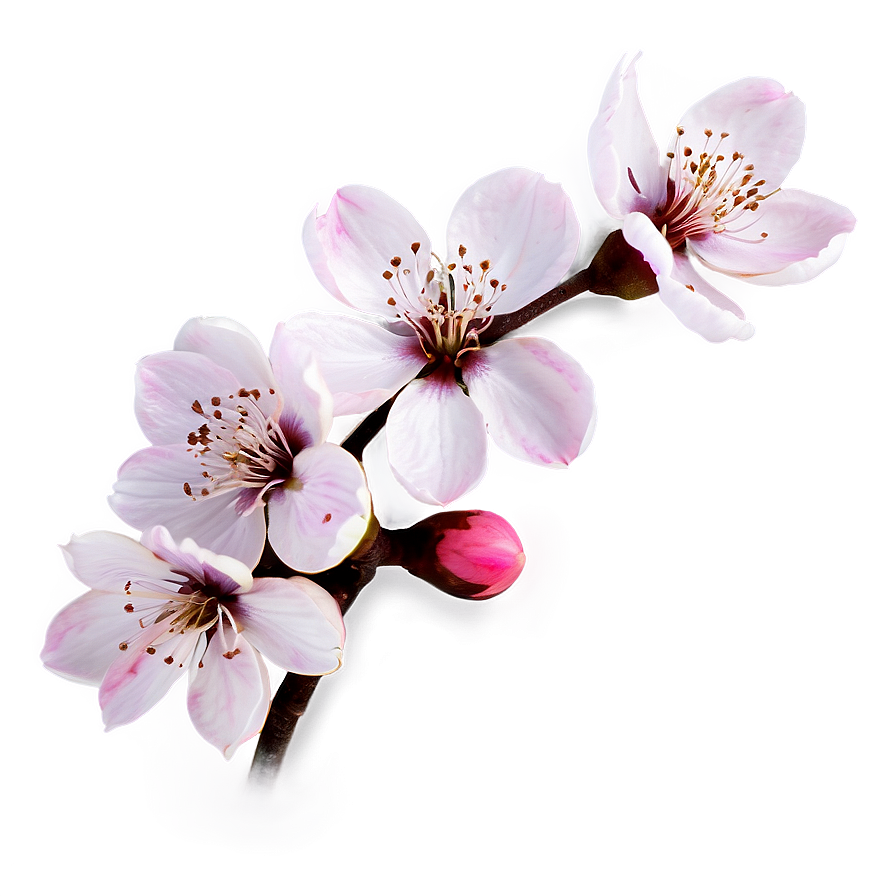 Vibrant Sakura Blossom Png Bfa94 PNG Image