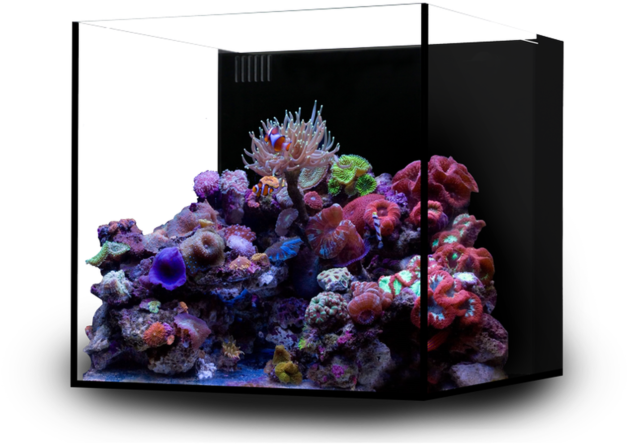 Vibrant Saltwater Aquarium Corals PNG Image