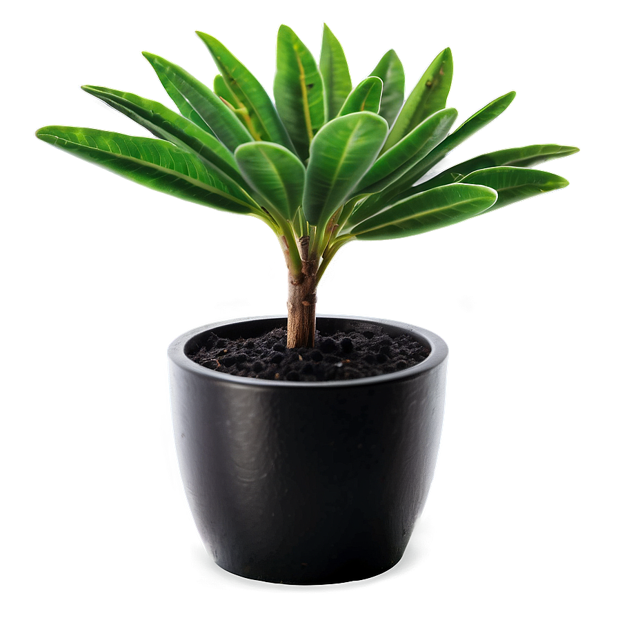 Vibrant Small Plant Png 71 PNG Image