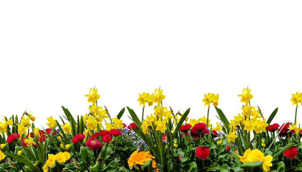 Vibrant Spring Flower Border PNG Image