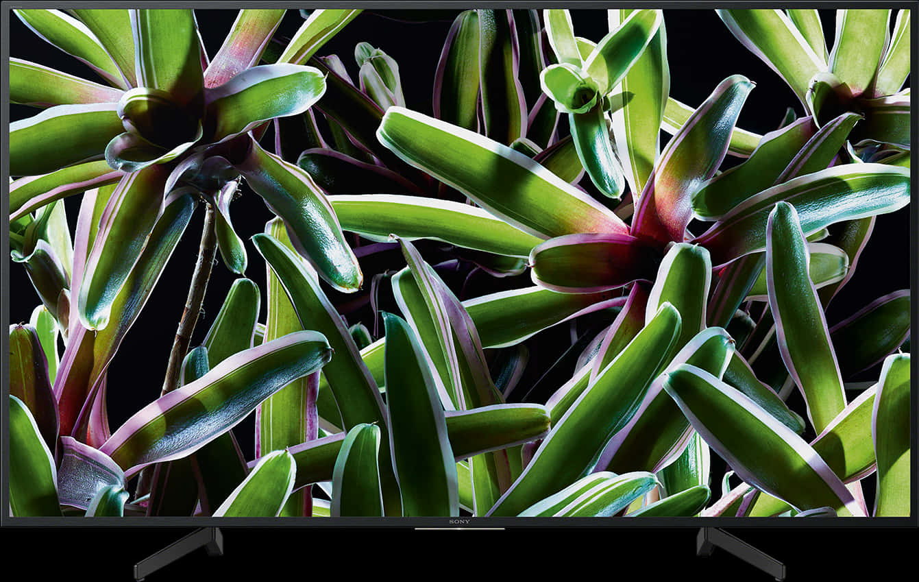 Vibrant Succulent Display4 K T V PNG Image