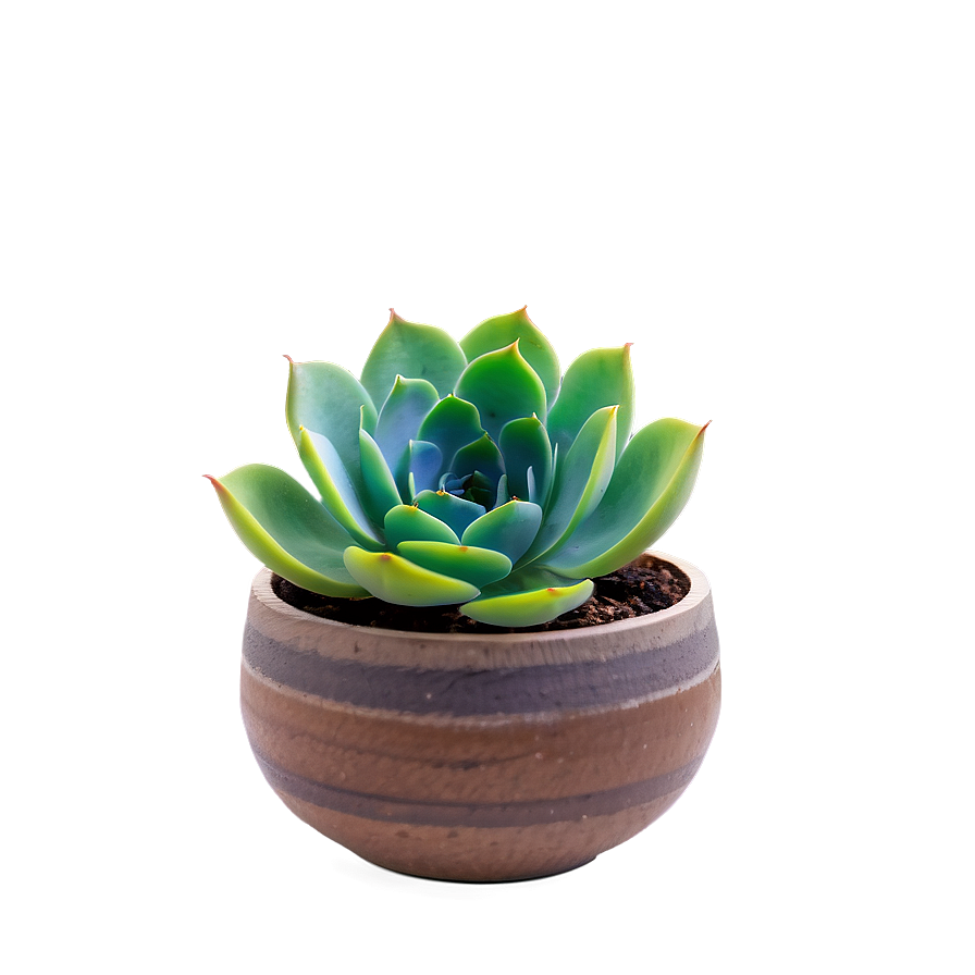 Vibrant Succulent Png Pqw75 PNG Image