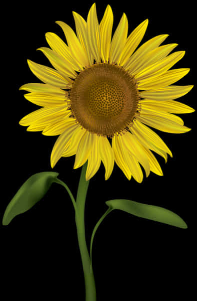 Vibrant Sunflower Against Black Background.jpg PNG Image