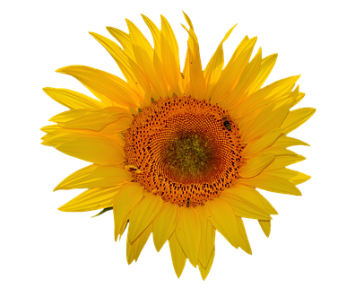 Vibrant Sunflower Against Black Background.jpg PNG Image