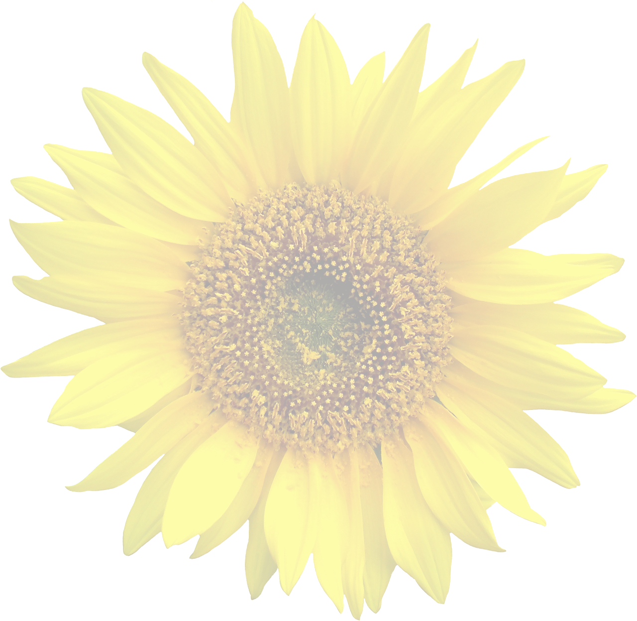 Vibrant Sunflower Against Black Background.jpg PNG Image